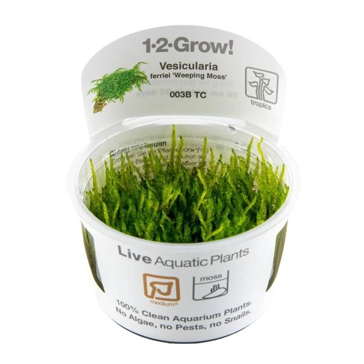 Tropica Vesicularia ferriei Weeping 1-2-GROW